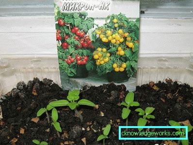 81-Tomaten auf dem Balkon