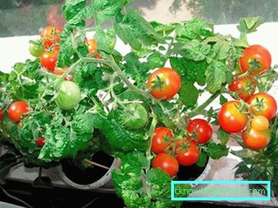 81-Tomaten auf dem Balkon