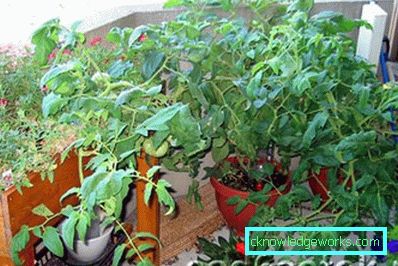81-Tomaten auf dem Balkon