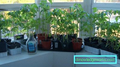 81-Tomaten auf dem Balkon