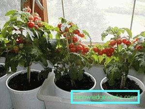 81-Tomaten auf dem Balkon