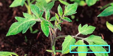 81-Tomaten auf dem Balkon
