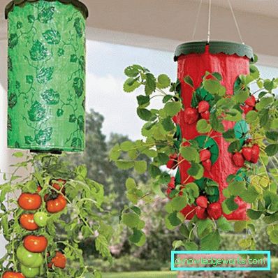 81-Tomaten auf dem Balkon