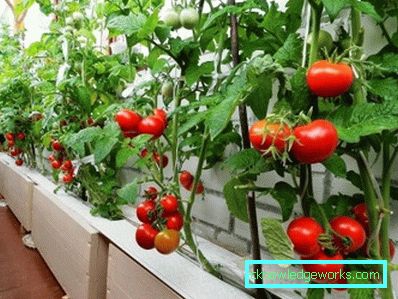 294-Tomaten auf dem Balkon oder der Fensterbank