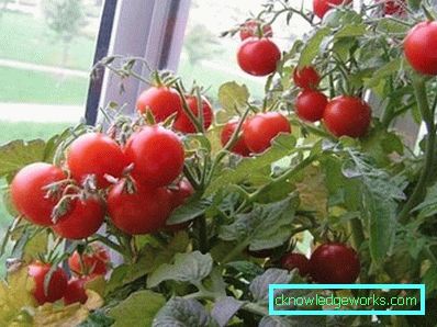 294-Tomaten auf dem Balkon oder der Fensterbank
