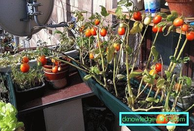 294-Tomaten auf dem Balkon oder der Fensterbank