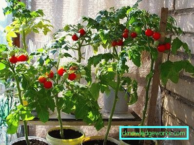 294-Tomaten auf dem Balkon oder der Fensterbank
