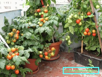 294-Tomaten auf dem Balkon oder der Fensterbank