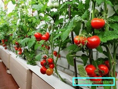 294-Tomaten auf dem Balkon oder der Fensterbank