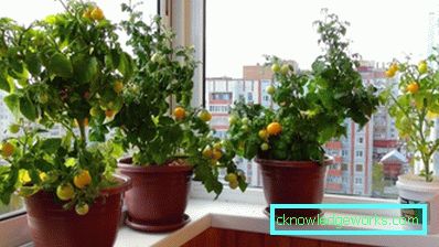 294-Tomaten auf dem Balkon oder der Fensterbank