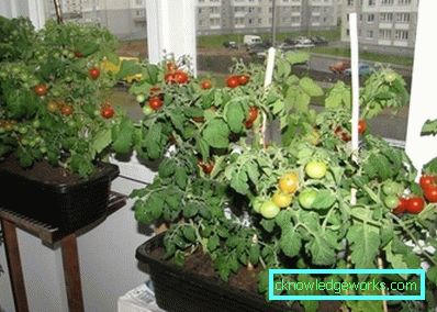 294-Tomaten auf dem Balkon oder der Fensterbank