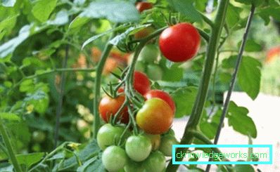 294-Tomaten auf dem Balkon oder der Fensterbank
