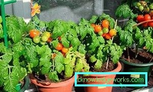 294-Tomaten auf dem Balkon oder der Fensterbank