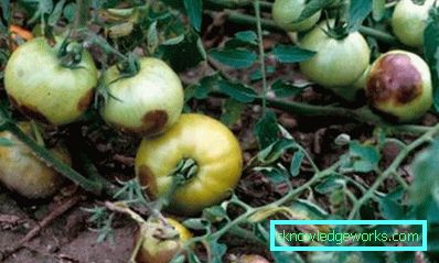178-Tomaten im Freien pflanzen