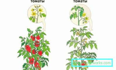 178-Tomaten im Freien pflanzen