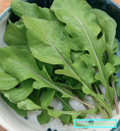 225-Rucola