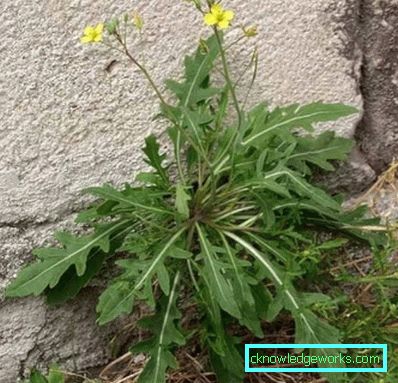 225-Rucola