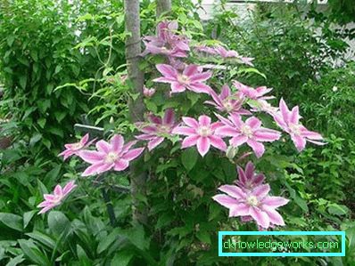 83-Garten und Garten mit ihren eigenen Händen