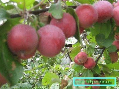 83-Garten und Garten mit ihren eigenen Händen