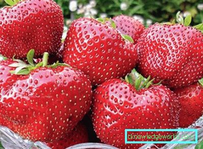 252-Sorten und Arten von Erdbeeren