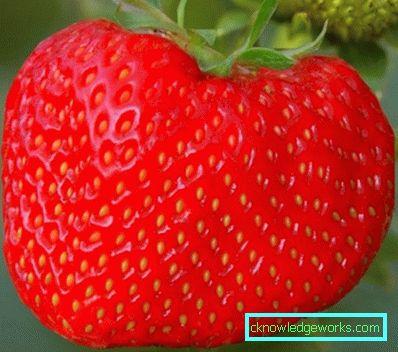 252-Sorten und Arten von Erdbeeren