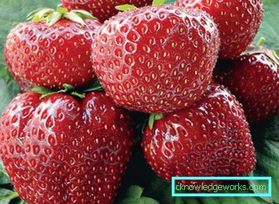 252-Sorten und Arten von Erdbeeren