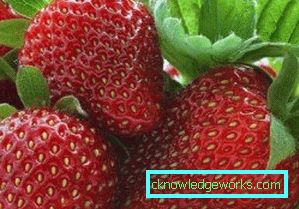 252-Sorten und Arten von Erdbeeren