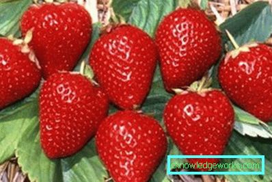 252-Sorten und Arten von Erdbeeren