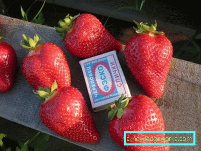 252-Sorten und Arten von Erdbeeren