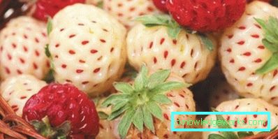 252-Sorten und Arten von Erdbeeren