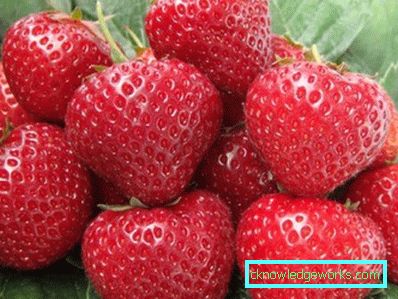 252-Sorten und Arten von Erdbeeren