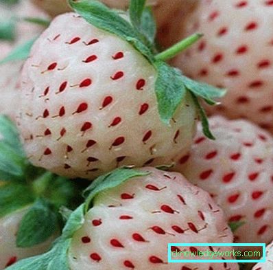252-Sorten und Arten von Erdbeeren