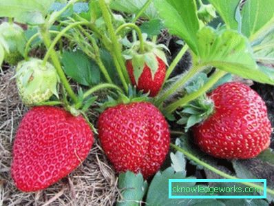 252-Sorten und Arten von Erdbeeren
