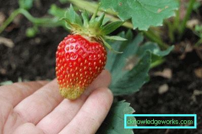252-Sorten und Arten von Erdbeeren