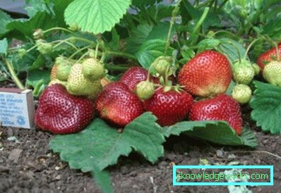 252-Sorten und Arten von Erdbeeren