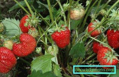 252-Sorten und Arten von Erdbeeren
