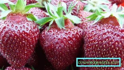 252-Sorten und Arten von Erdbeeren