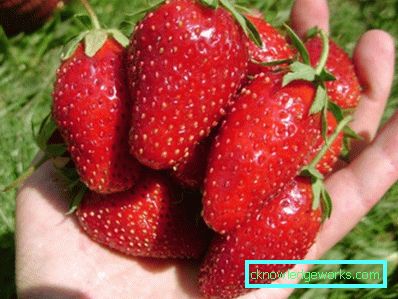 252-Sorten und Arten von Erdbeeren