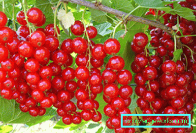 298-Sorten von roten Johannisbeeren
