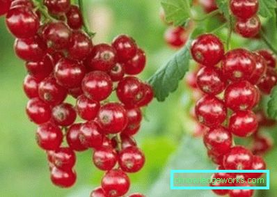 298-Sorten von roten Johannisbeeren