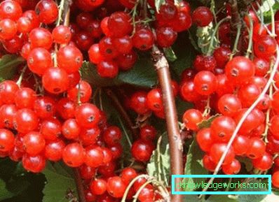 298-Sorten von roten Johannisbeeren