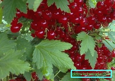 298-Sorten von roten Johannisbeeren