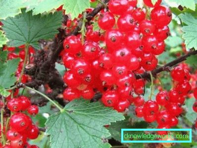 298-Sorten von roten Johannisbeeren