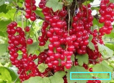 298-Sorten von roten Johannisbeeren