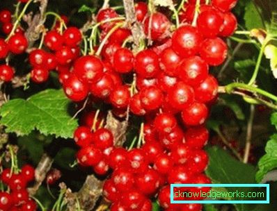 298-Sorten von roten Johannisbeeren