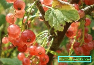 298-Sorten von roten Johannisbeeren