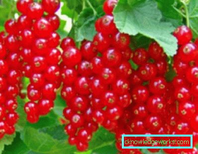 298-Sorten von roten Johannisbeeren
