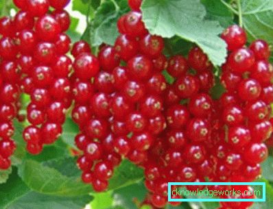 298-Sorten von roten Johannisbeeren