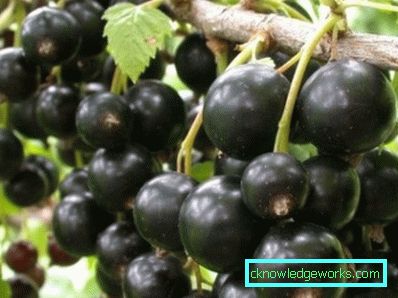 287-Sorten von Johannisbeeren für die Vororte