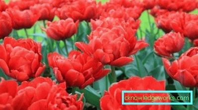 346-Sorten von Tulpen